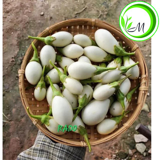 Hạt giống Cà trứng ngỗng 0.5g