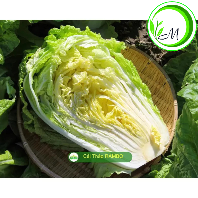 Hạt giống cải thảo cải kim chi