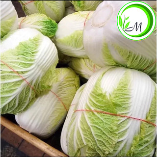 Hạt giống cải thảo cải kim chi