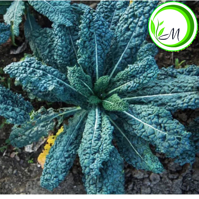 Hạt giống cải Kale khủng long