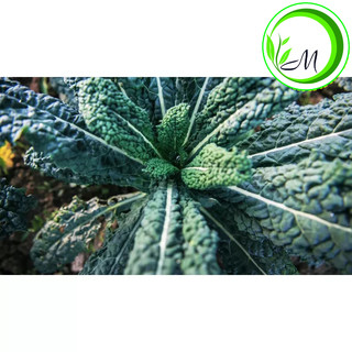 Hạt giống cải Kale khủng long