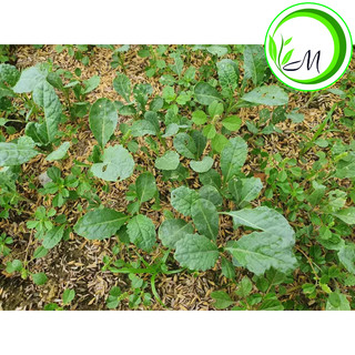 Hạt giống cải Kale khủng long