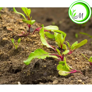 Hạt giống củ dền đỏ 5g