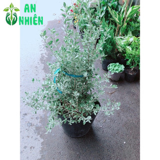 Cây Tuyết Sơn Phi Hồng
