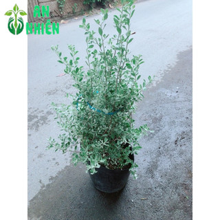 Cây Tuyết Sơn Phi Hồng
