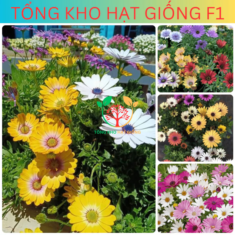 [150 Hạt] Hạt giống hoa cúc châu phi nhiều màu (tặng phân bón)