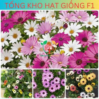 [150 Hạt] Hạt giống hoa cúc châu phi nhiều màu (tặng phân bón)