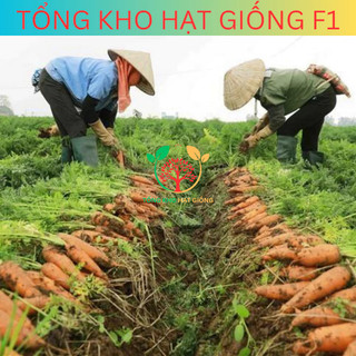 Hạt giống củ cà rốt cao sản 5gr (tặng phân bón)