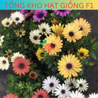 [150 Hạt] Hạt giống hoa cúc châu phi nhiều màu (tặng phân bón)