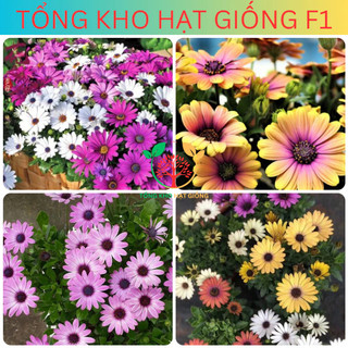 [150 Hạt] Hạt giống hoa cúc châu phi nhiều màu (tặng phân bón)