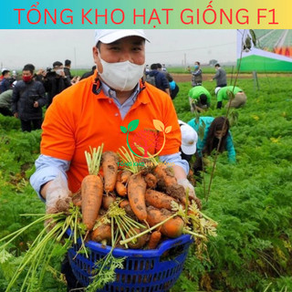 Hạt giống củ cà rốt cao sản 5gr (tặng phân bón)