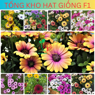[150 Hạt] Hạt giống hoa cúc châu phi nhiều màu (tặng phân bón)