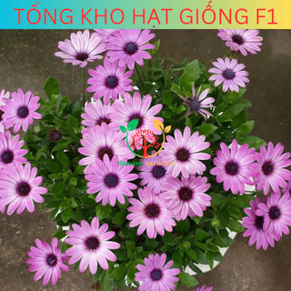 [150 Hạt] Hạt giống hoa cúc châu phi nhiều màu (tặng phân bón)