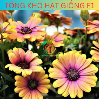 [150 Hạt] Hạt giống hoa cúc châu phi nhiều màu (tặng phân bón)