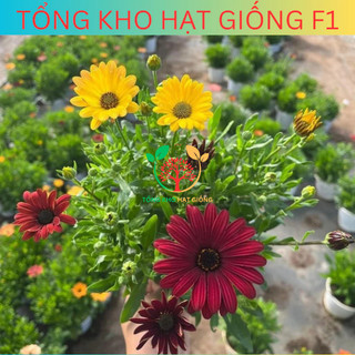 [150 Hạt] Hạt giống hoa cúc châu phi nhiều màu (tặng phân bón)
