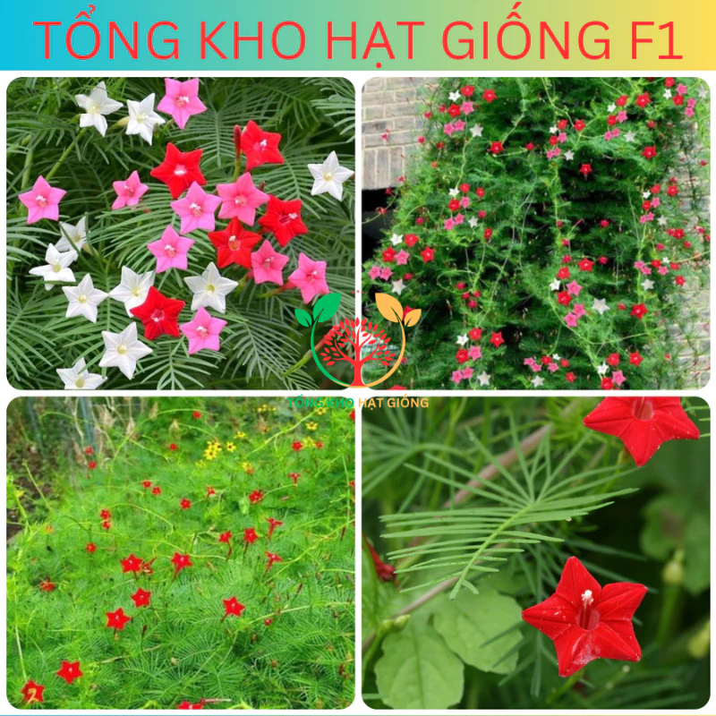 [100 Hạt] Hạt giống hoa Tóc tiên leo giàn (Tặng kèm phân)