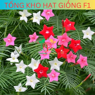 [100 Hạt] Hạt giống hoa Tóc tiên leo giàn (Tặng kèm phân)