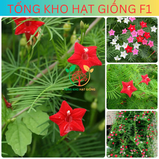 [100 Hạt] Hạt giống hoa Tóc tiên leo giàn (Tặng kèm phân)