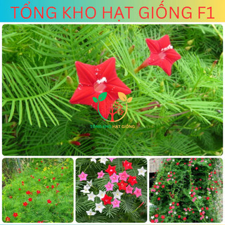 [100 Hạt] Hạt giống hoa Tóc tiên leo giàn (Tặng kèm phân)
