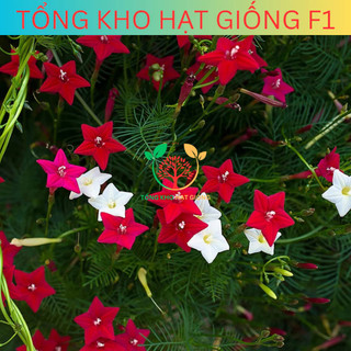 [100 Hạt] Hạt giống hoa Tóc tiên leo giàn (Tặng kèm phân)