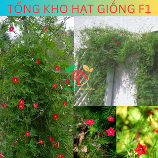 [100 Hạt] Hạt giống hoa Tóc tiên leo giàn (Tặng kèm phân)
