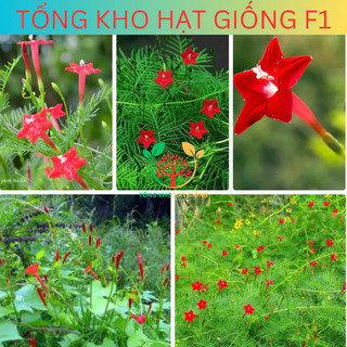 [100 Hạt] Hạt giống hoa Tóc tiên leo giàn (Tặng kèm phân)