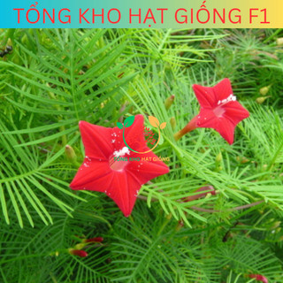 [100 Hạt] Hạt giống hoa Tóc tiên leo giàn (Tặng kèm phân)