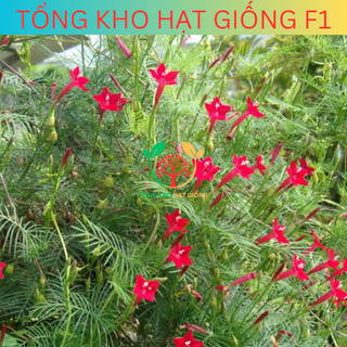 [100 Hạt] Hạt giống hoa Tóc tiên leo giàn (Tặng kèm phân)