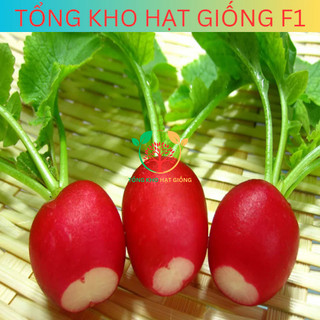 Hạt giống củ cải đỏ (tặng kèm phân)