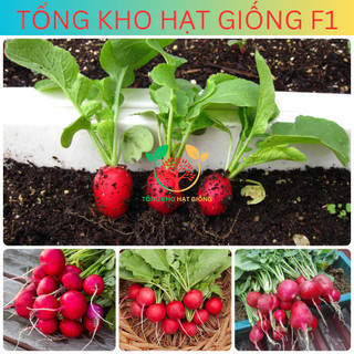 Hạt giống củ cải đỏ (tặng kèm phân)