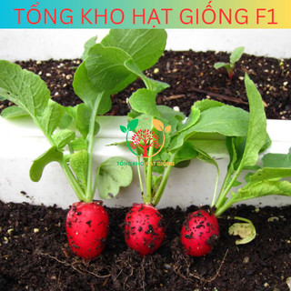 Hạt giống củ cải đỏ (tặng kèm phân)