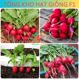 Hạt giống củ cải đỏ (tặng kèm phân)