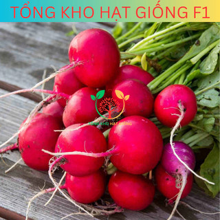 Hạt giống củ cải đỏ (tặng kèm phân)