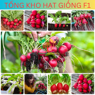 Hạt giống củ cải đỏ (tặng kèm phân)