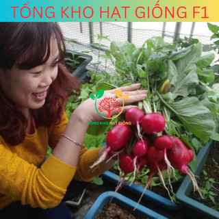 Hạt giống củ cải đỏ (tặng kèm phân)