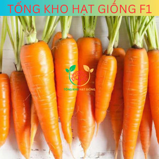 Hạt giống củ cà rốt cao sản 5gr (tặng phân bón)