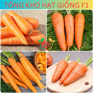 Hạt giống củ cà rốt cao sản 5gr (tặng phân bón)