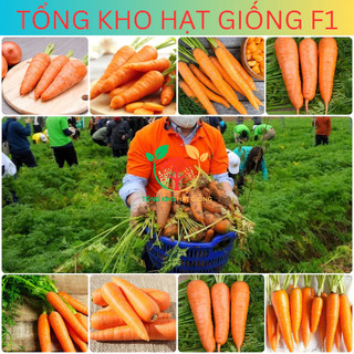 Hạt giống củ cà rốt cao sản 5gr (tặng phân bón)