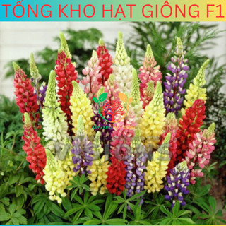 [100 Hạt] Hạt giống hoa đậu Lupin (tặng kèm phân)