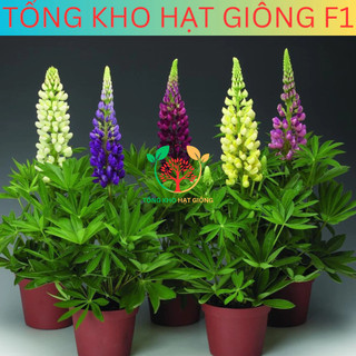 [100 Hạt] Hạt giống hoa đậu Lupin (tặng kèm phân)