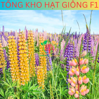 [100 Hạt] Hạt giống hoa đậu Lupin (tặng kèm phân)
