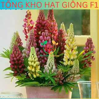 [100 Hạt] Hạt giống hoa đậu Lupin (tặng kèm phân)