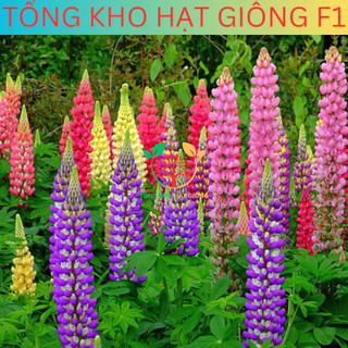 [100 Hạt] Hạt giống hoa đậu Lupin (tặng kèm phân)