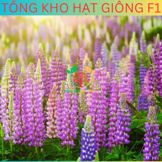 [100 Hạt] Hạt giống hoa đậu Lupin (tặng kèm phân)
