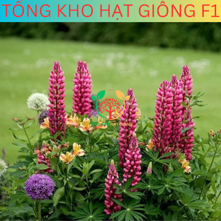 [100 Hạt] Hạt giống hoa đậu Lupin (tặng kèm phân)