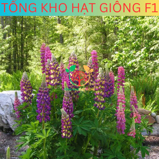 [100 Hạt] Hạt giống hoa đậu Lupin (tặng kèm phân)