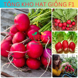 Hạt giống củ cải đỏ (tặng kèm phân)