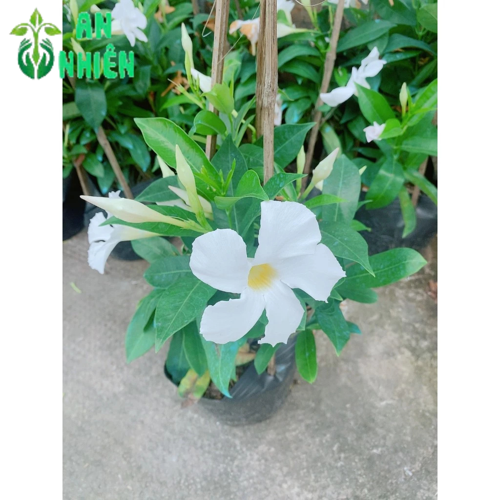 Cây Tuyết Anh(Huỳnh Anh Trắng,trang đài trắng)