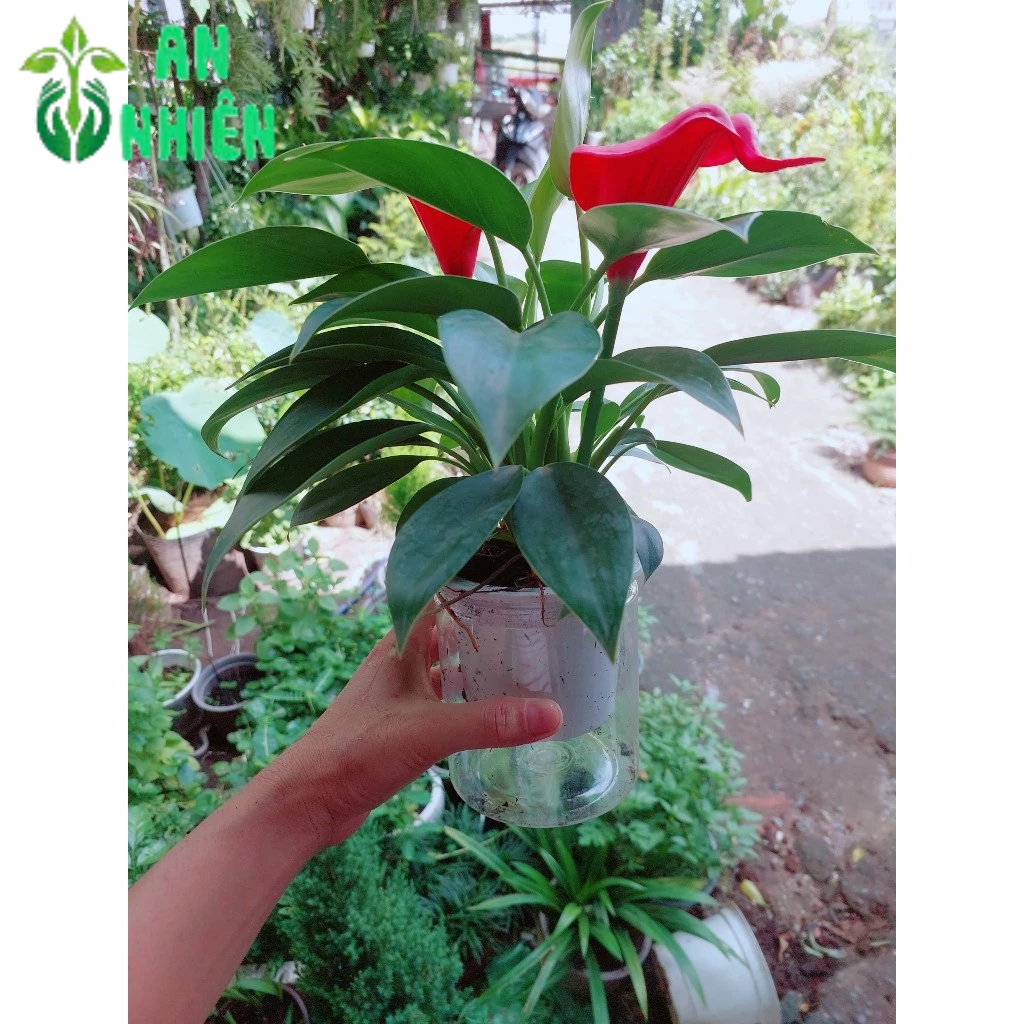 Chậu Trầu Bà Đế Vương Thuỷ Sinh(chậu nhựa)