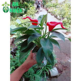 Chậu Trầu Bà Đế Vương Thuỷ Sinh(chậu nhựa)